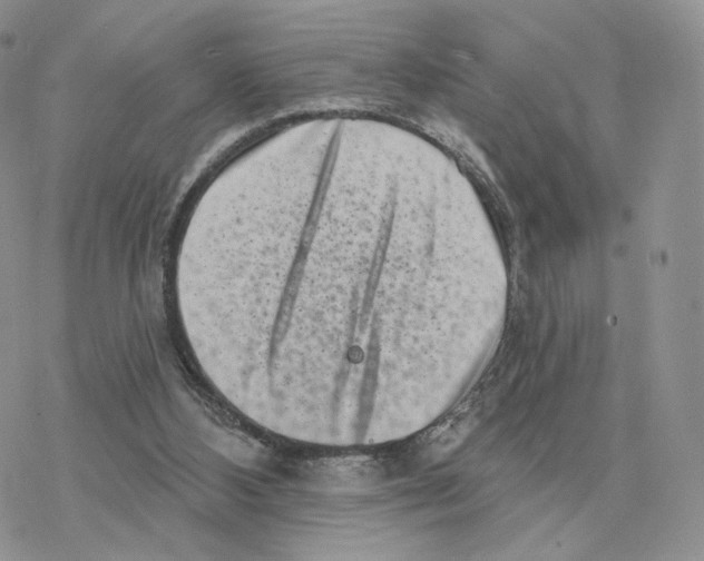 X0000077310108200611171727