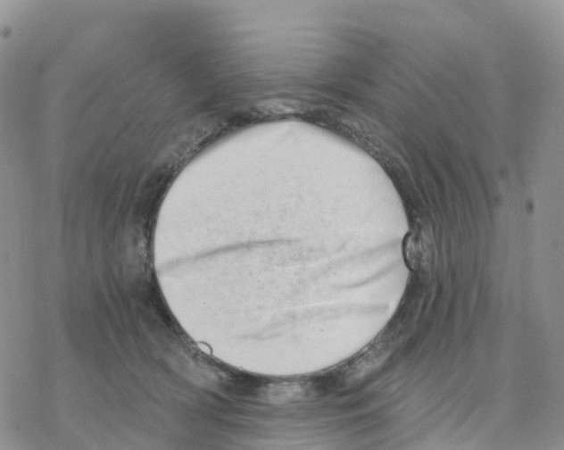 X0000077310418200611171722
