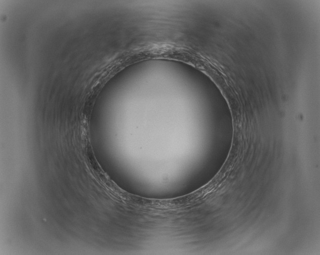 X0000077321349200610200833