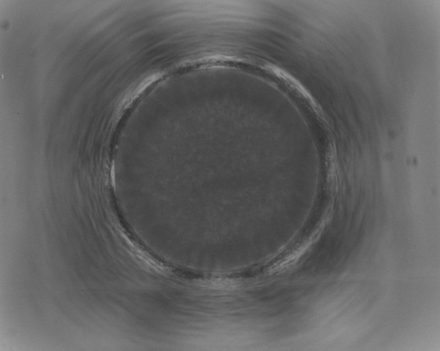 X0000077320785200610201202