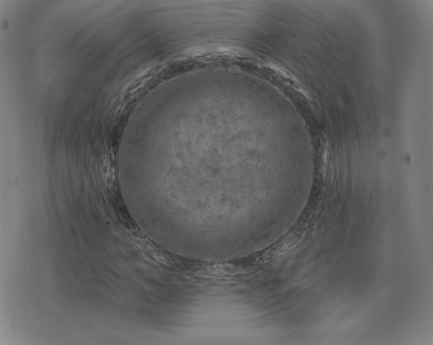 X0000077320966200610201159