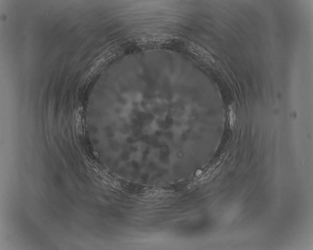 X0000077321059200610201157