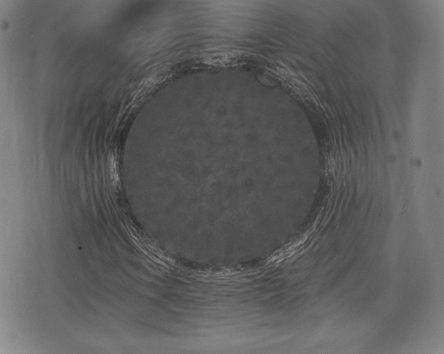 X0000077321106200610201156