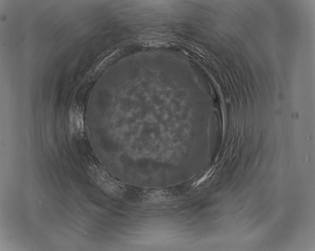 X0000077321155200610201156
