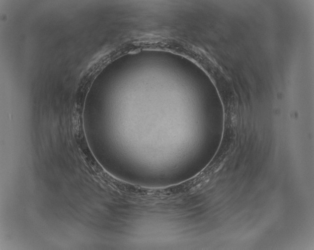 X0000077321350200610201152