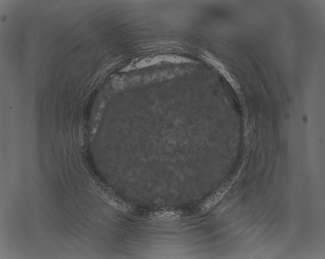 X0000077320161200611031714