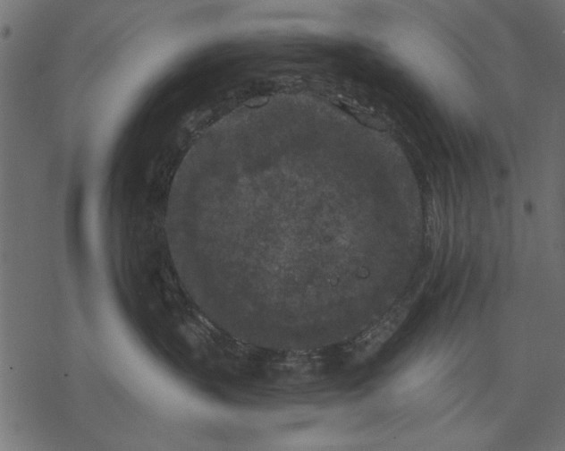 X0000077320383200611031711