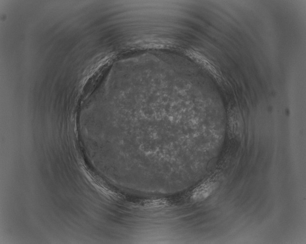 X0000077320398200611031710