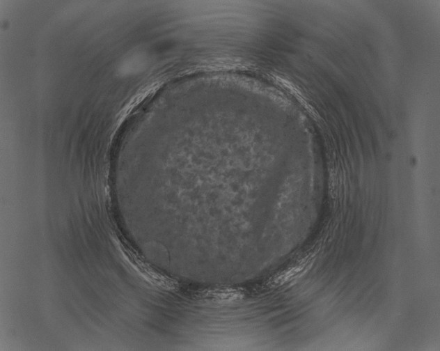 X0000077320443200611031709