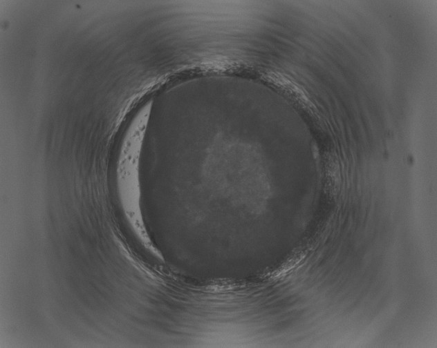 X0000077320496200611031709