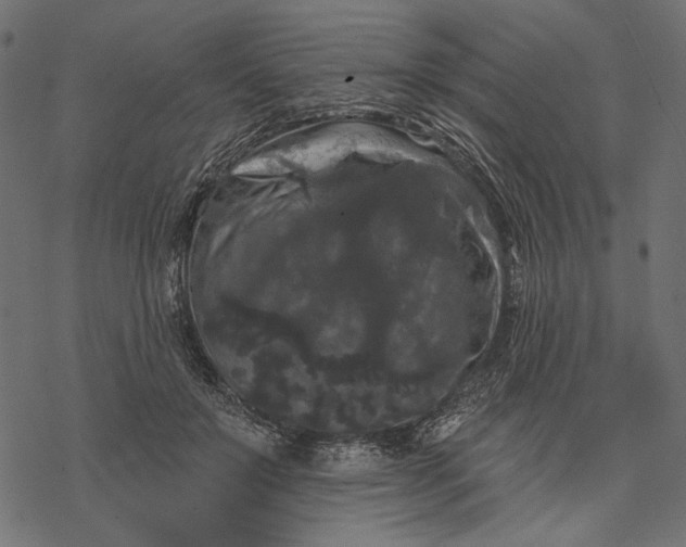 X0000077320503200611031709