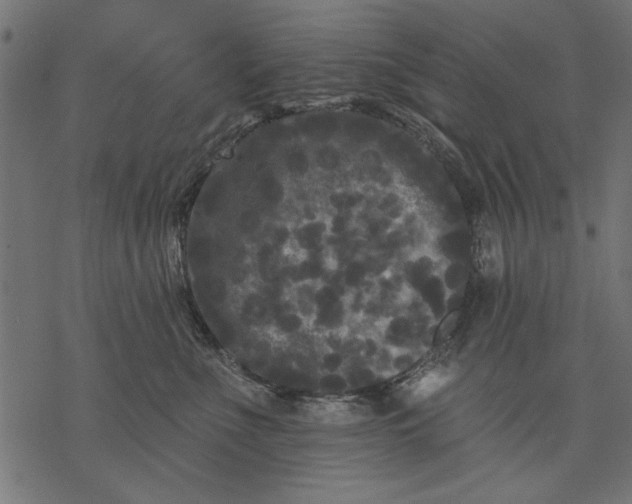 X0000077320523200611031708