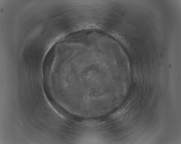 X0000077320630200611031706