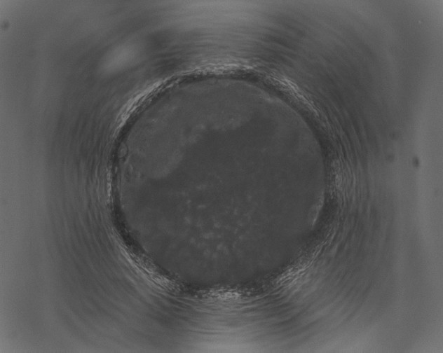 X0000077320640200611031706