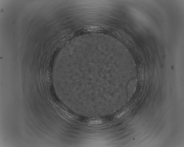 X0000077320653200611031706