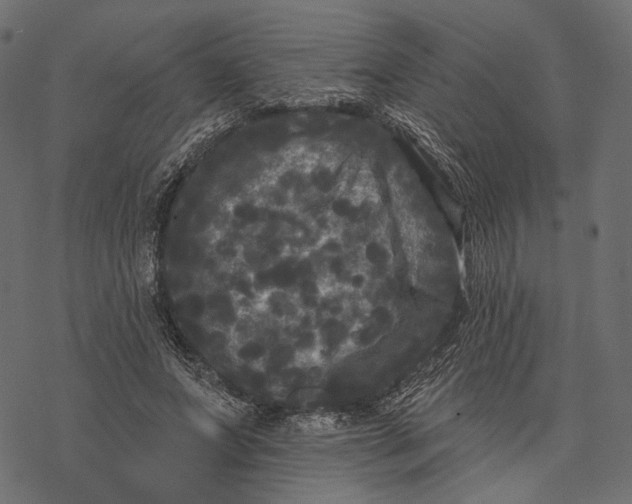 X0000077320687200611031706