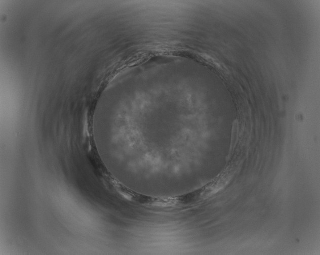 X0000077320720200611031705