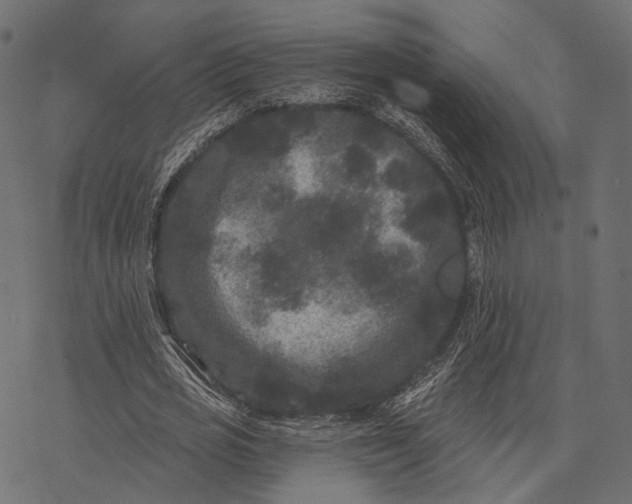 X0000077320725200611031704