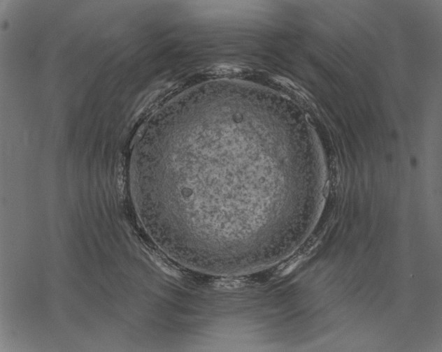 X0000077320762200611031705