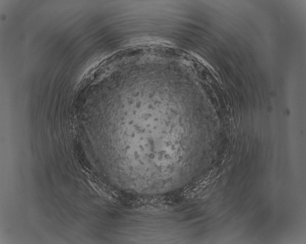 X0000077320775200611031704