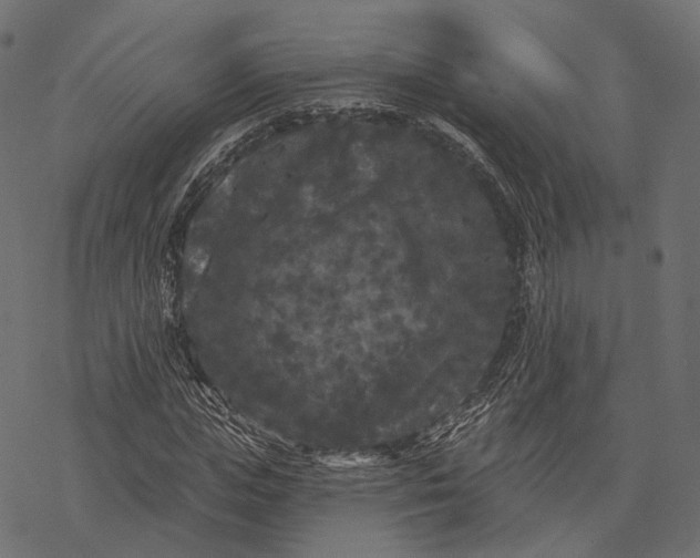 X0000077320823200611031703