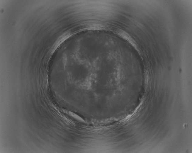 X0000077320829200611031703