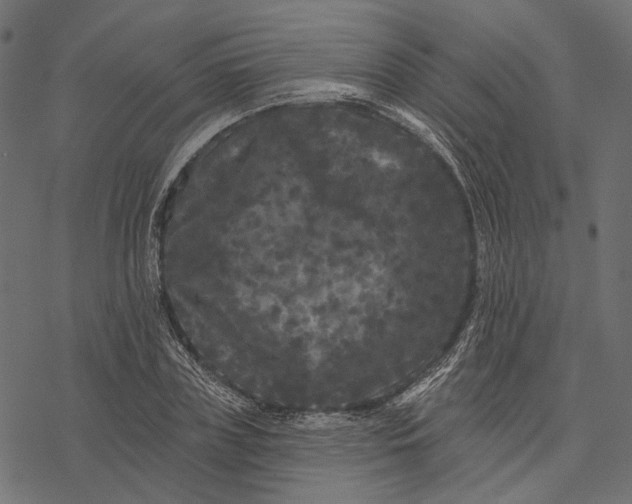 X0000077320835200611031703