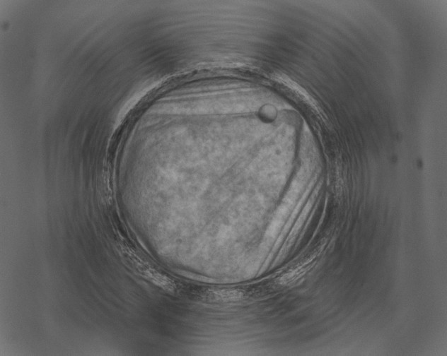 X0000077320878200611031703