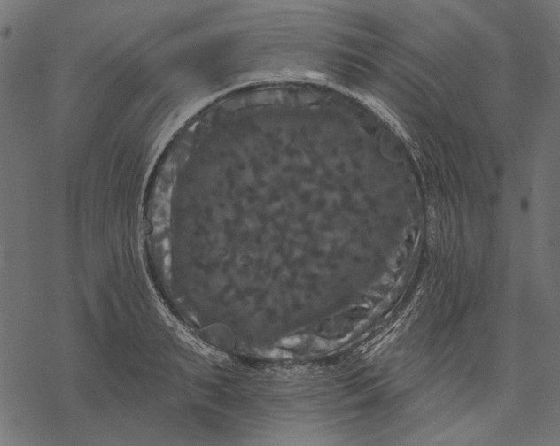 X0000077320895200611031702