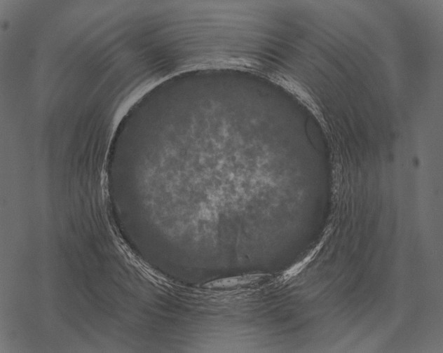 X0000077320928200611031702