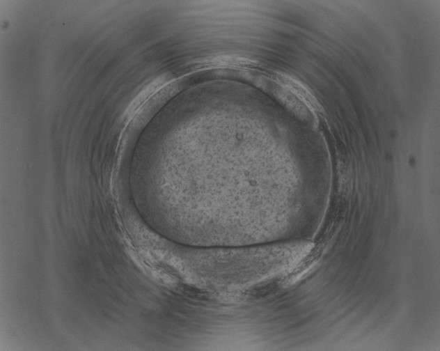 X0000077320946200611031702