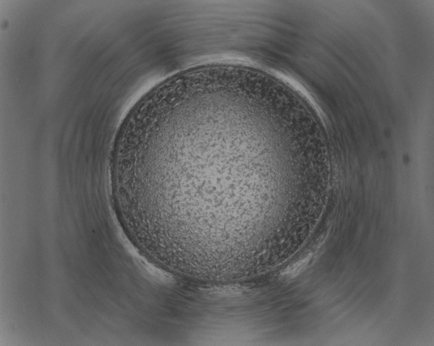 X0000077320999200611031701