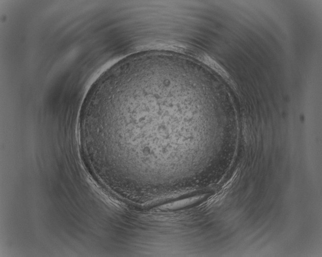 X0000077321028200611031700