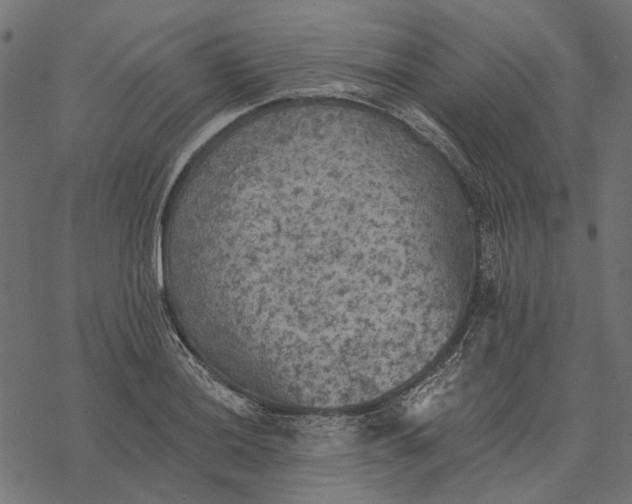 X0000077321036200611031700