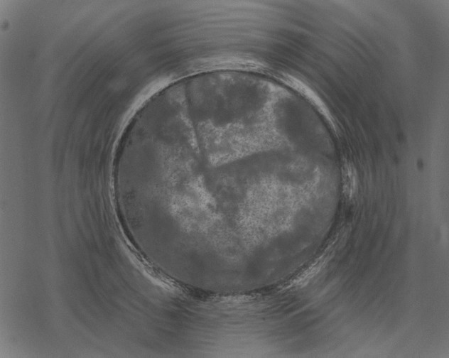 X0000077321043200611031700