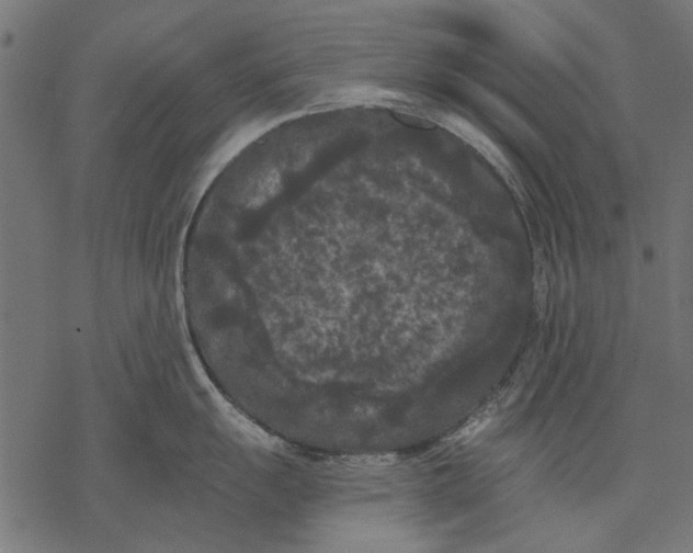 X0000077321055200611031700