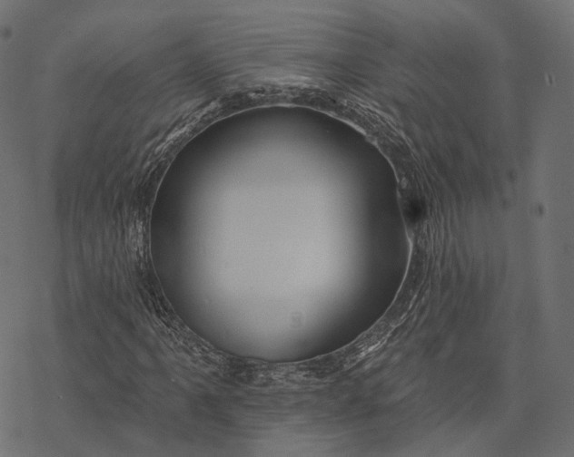 X0000077321061200611031700