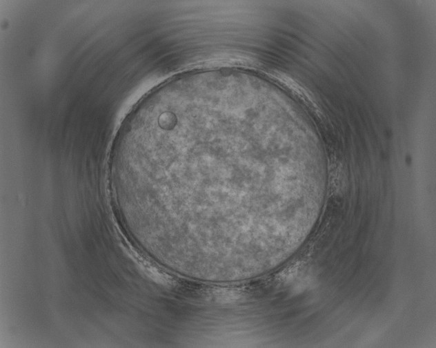 X0000077321086200611031659