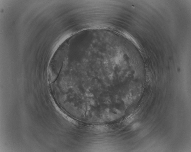 X0000077321095200611031659