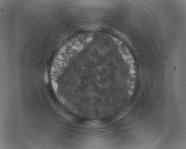 X0000077320069200611101508