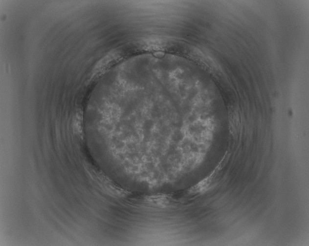 X0000077320175200611101507