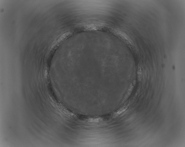 X0000077320314200611101505