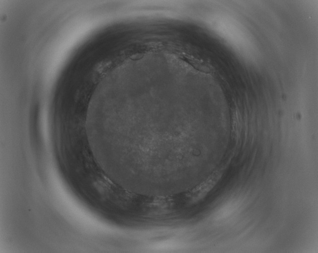 X0000077320383200611101504