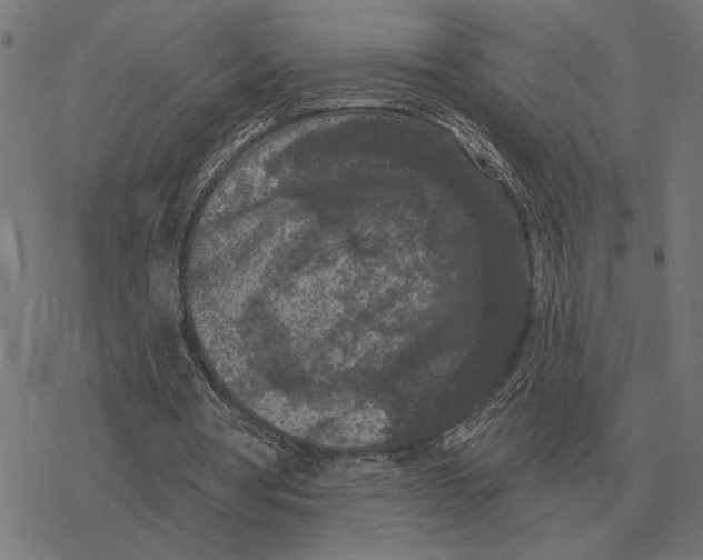 X0000077320386200611101503