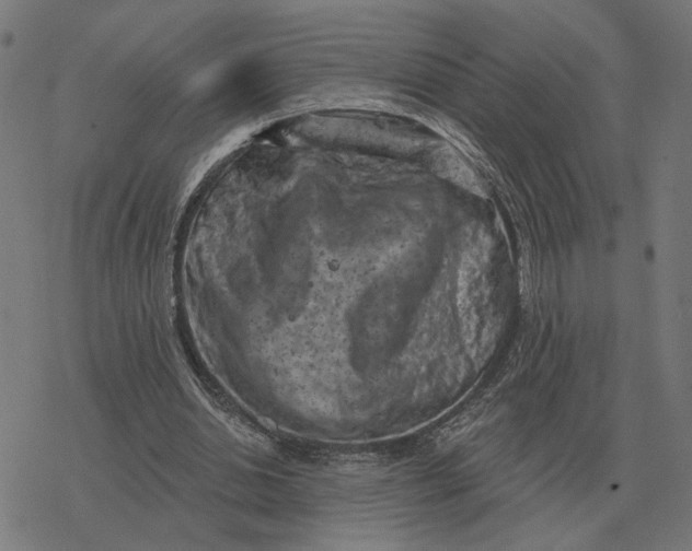 X0000077320438200611101502