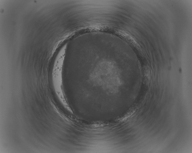 X0000077320496200611101502