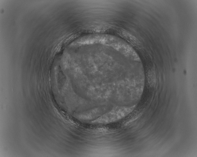 X0000077320594200611101500