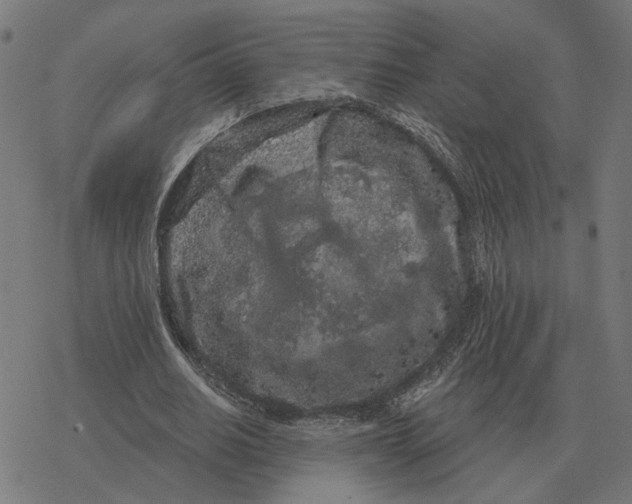 X0000077320630200611101459