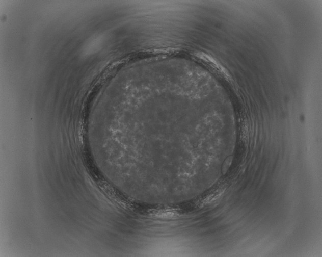 X0000077320643200611101459