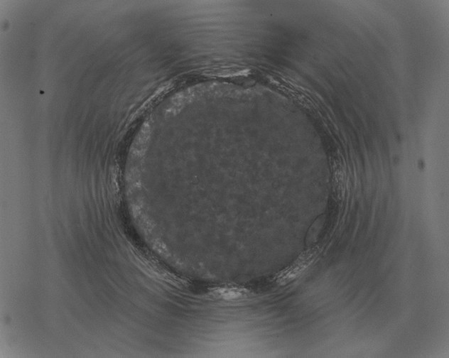 X0000077320654200611101459